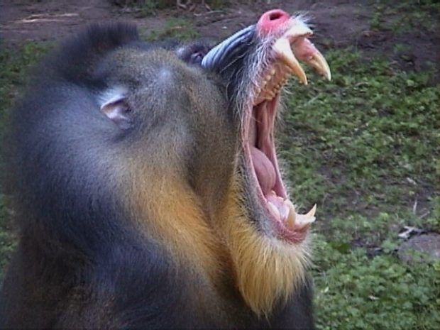 mandrill canine