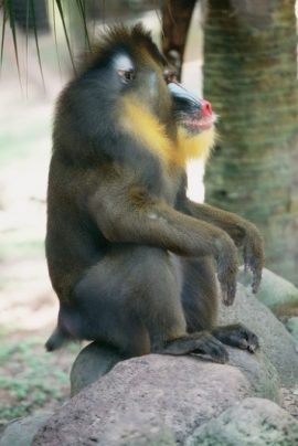 mandrill tail