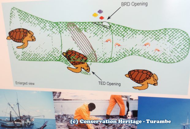 Process of excluding sea turtles from a shrimp net.