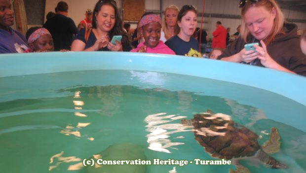 Visiting the sea turtles at NOAA, Galveston