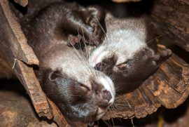 Asian Small-clawed Otter