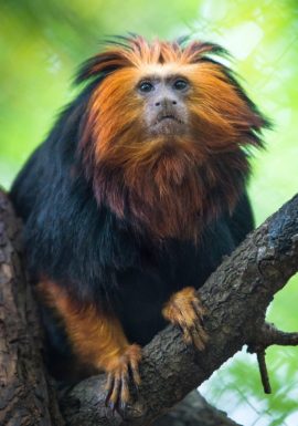 Golden-Headed Lion Tamarin Fact Sheet, Blog, Nature