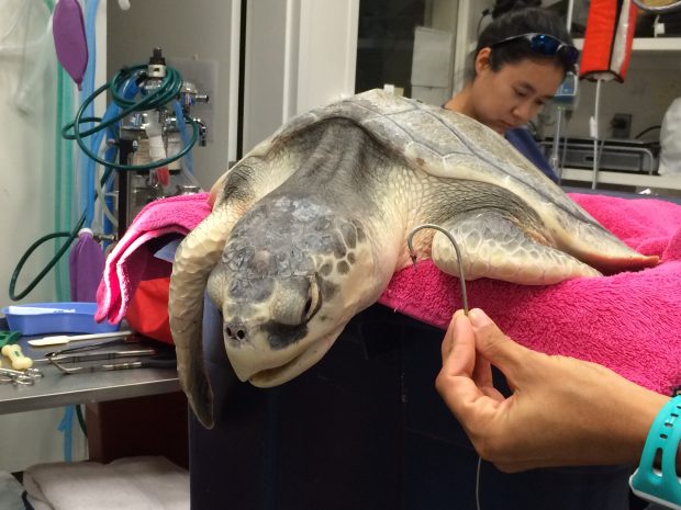 Large hook successfully removed! This sea turtle will now be rehabilitated by the team of biologists at NOAA-Galveston.