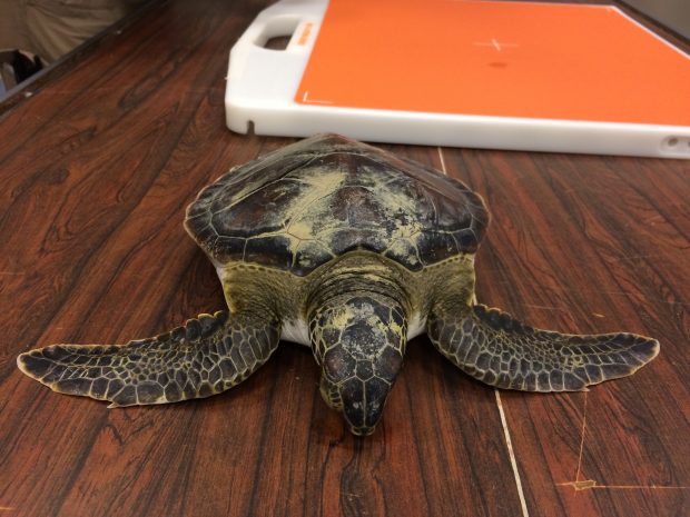 Green sea turtle found in rocks on upper Texas coast. If you see a sea turtle please report it by calling 1-866-TURTLE-5.