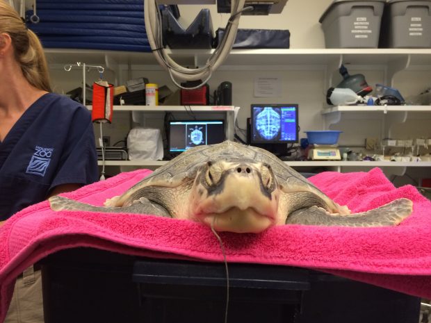 Kemp's ridley sea turtle caught by accident on hook and line. This turtle is being prepped to have the hook removed.