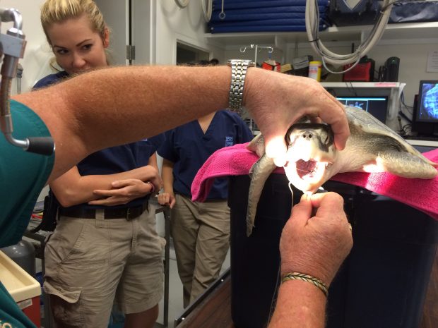 Hook removal in progress at the Houston Zoo's vet clinic.