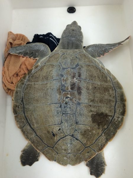 Kemp's ridley sea turtle visiting the Zoo's vet clinic to get x-rays to make sure there were no additional internal hooks.