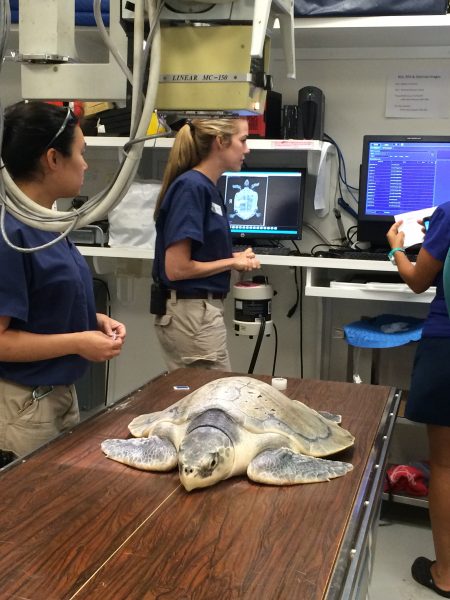 Kemp's ridley sea turtle getting x-rays at the Houston Zoo's vet clinic