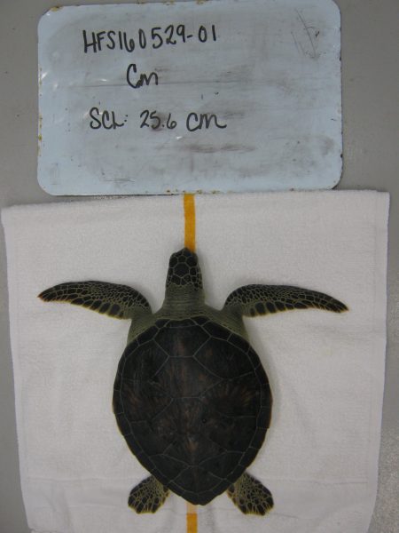 When a sea turtle is reported and picked up by NOAA biologists, information is taken on the individual so staff can keep track of when it came in, when it is released, its' size, etc. 