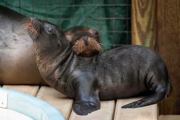 Sea Lion Baby 2016 Houston Zoo-0001-3488