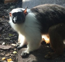 Pied Tamarin “Summer” taken by Nina Russo