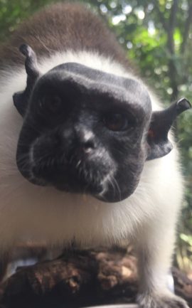 Pied Tamarin “Ricardo” taken by Nina Russo