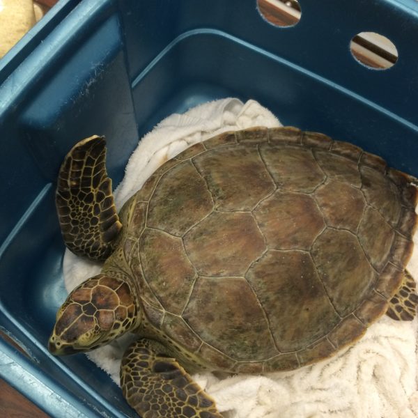 Green sea turtle brought to the Zoo by NOAA biologists to receive medical care