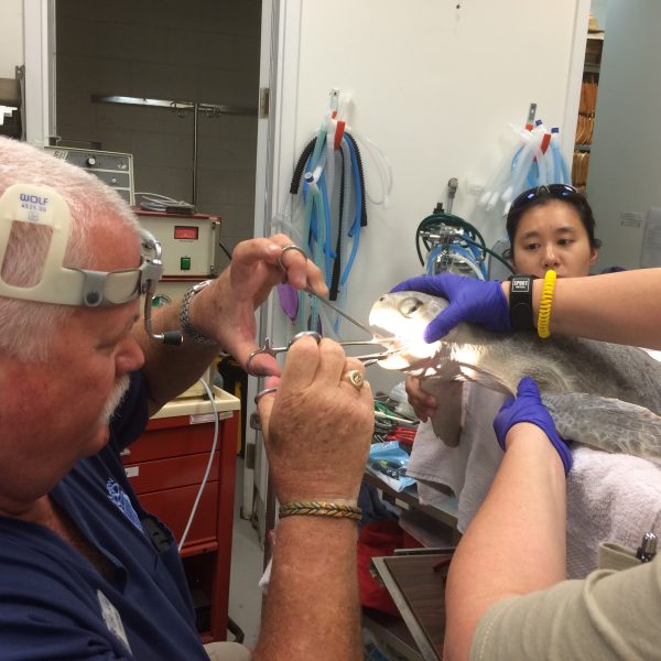 Houston Zoo vet team removing a fishing hook from a sea turtle caught by accident in Galveston