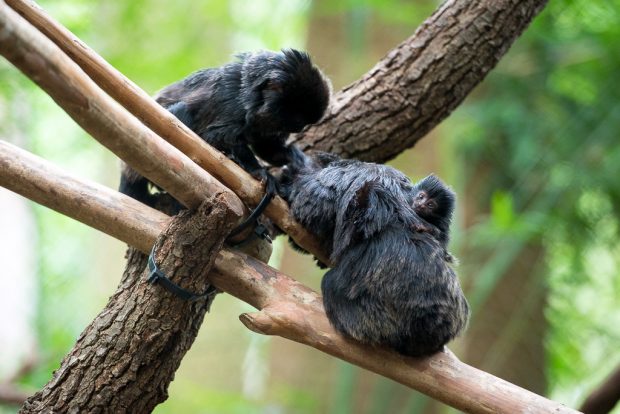 © Stephanie Adams, Houston Zoo