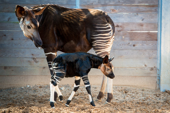 okapi