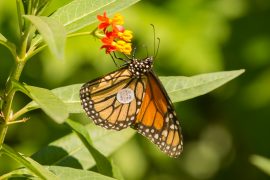 monarch-butterfly-tagged-0003-0125