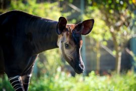 okapi-0121-3316