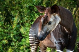 okapi-0125-7644