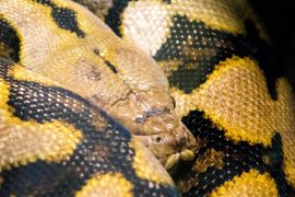 reticulated-python-smaller-close-up