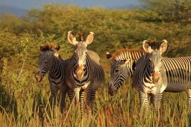 Photo courtesy of Grevy's Zebra Trust