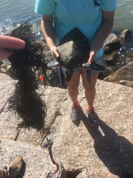 Ball of fishing line mixed with seaweed. Discarded fishing line is a major threat to animals like sea turtles who can become entangled in it, making it difficult for them to swim and find food.