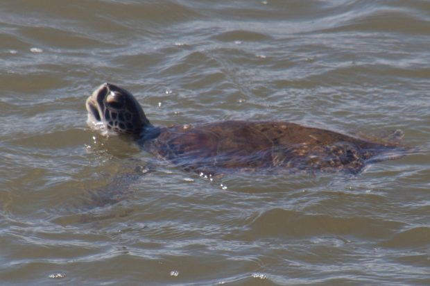 Green sea turtle entangled in fishing line off the Surfside Jetty, Texas.