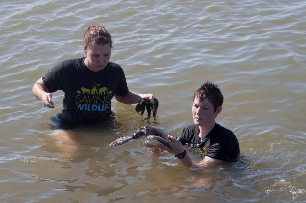 Houston Zoo staff and intern rescue a green sea turtle entangled in discarded fishing line.