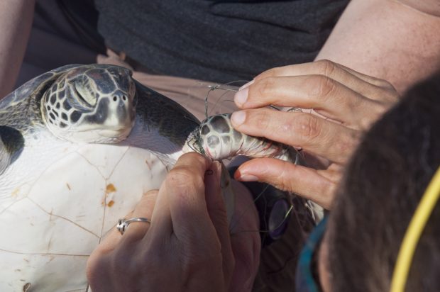 Green sea turtle flipper entangled in discarded fishing line.