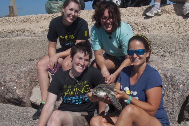 Successful rescue of a green sea turtle on the Surfside Jetty! If you see a sea turtle on the beach or in need of help, please report it by calling 1-866-TURTLE-5.