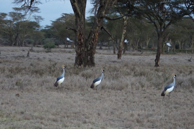 cranes-lewa