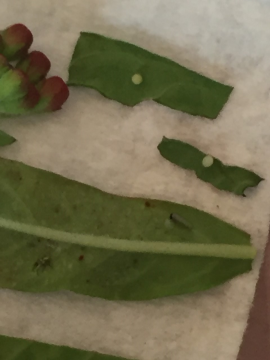 Monarch eggs ready to hatch