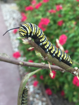 Monarch caterpillar ready for a close up