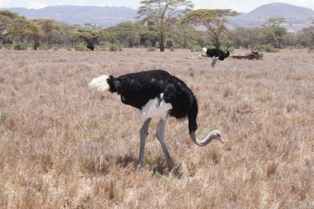 ostrich-lewa