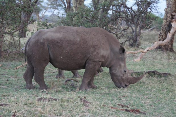 rhino-at-lewa