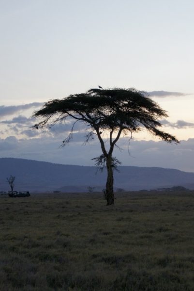 tree-lewa