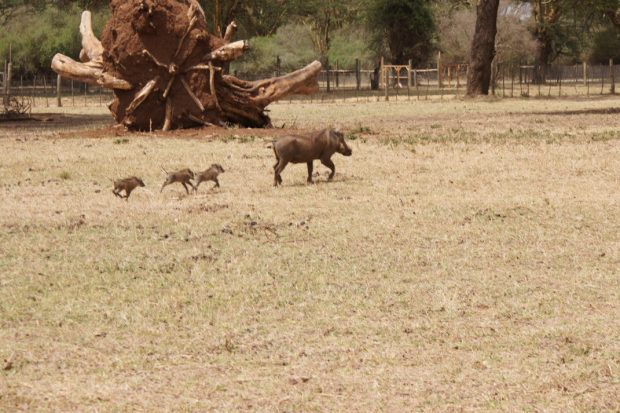 warthogs-lewa