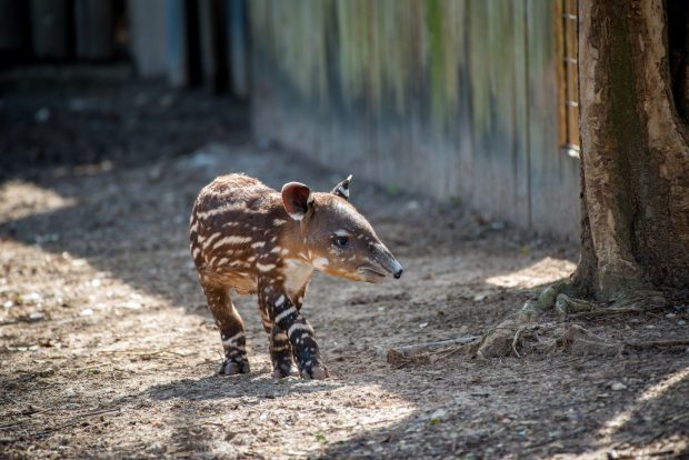 You are Saving Baby Tapirs in the Wild - The Houston Zoo