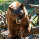 Pardon Our Dust – More Room for Bears!