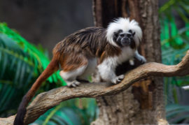 Saving Endangered Primates: How YOU are Helping the Cotton-top Tamarin -  The Houston Zoo