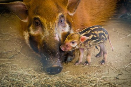 Hog Wild at the Zoo