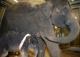 Watch: Baby elephant born at Houston Zoo