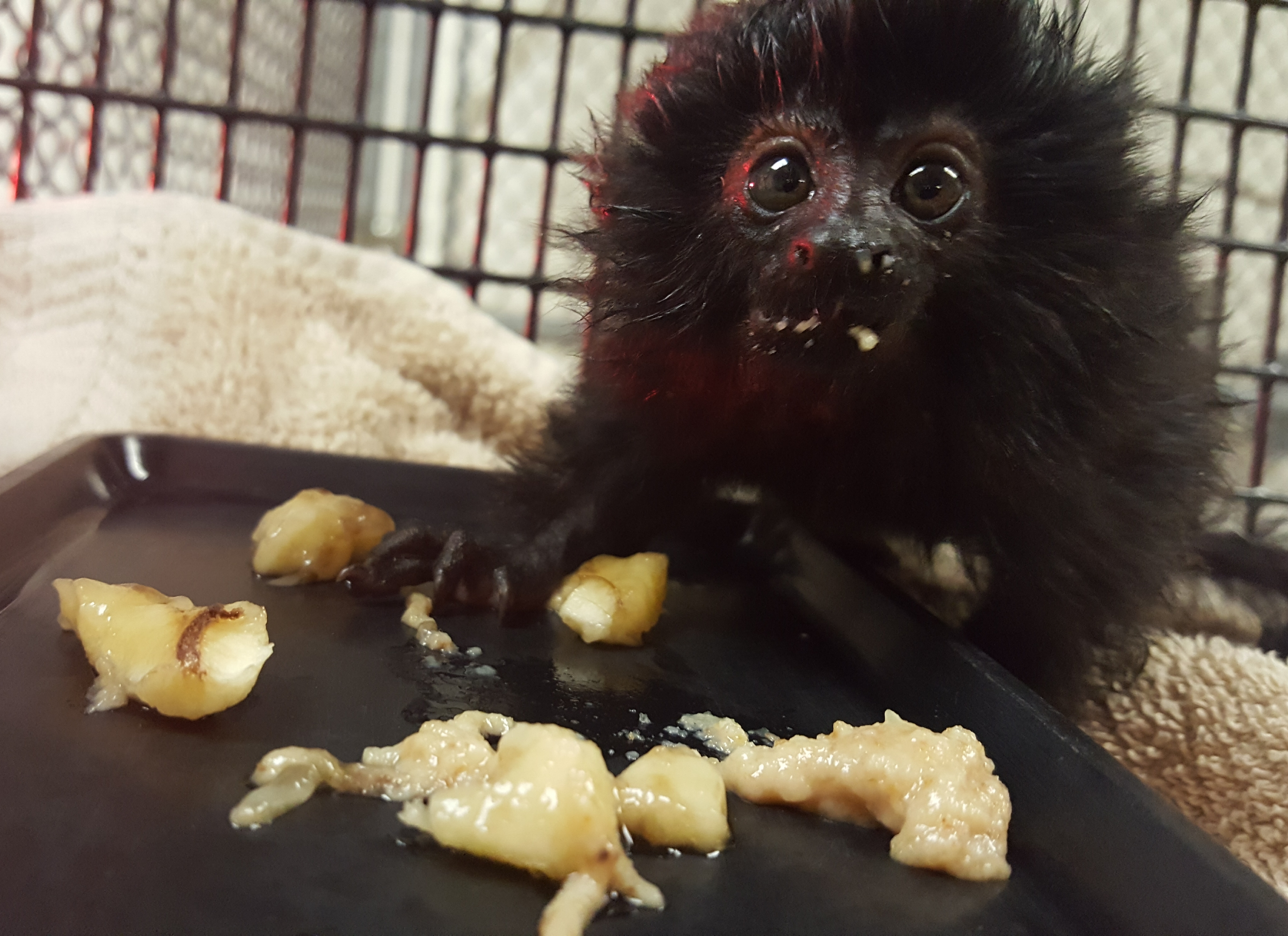 Animal Professionals Hand-Raising Tiny Goeldi's Monkey - The