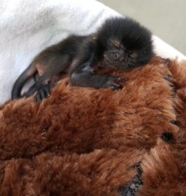 Animal Professionals Hand-Raising Tiny Goeldi's Monkey - The