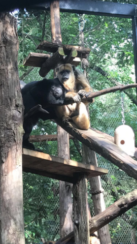 Black howler monkey  Smithsonian's National Zoo and Conservation