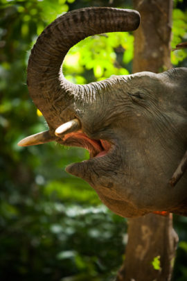 Borneo's “Pygmy” Elephants - The Houston Zoo