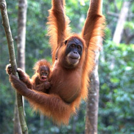 Saving Orangutans, One Bridge at a Time - The Houston Zoo