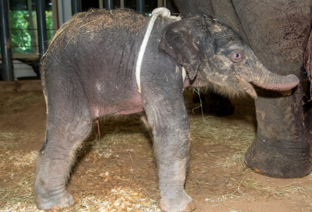 Watch: Baby elephant born at Houston Zoo