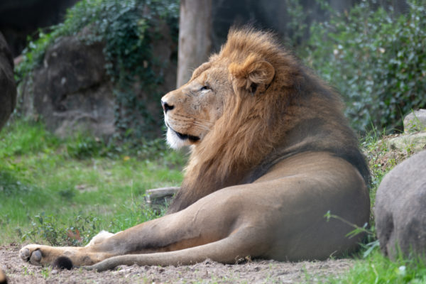 Five Reasons to Come to the Zoo’s Lion and Cougar SOS