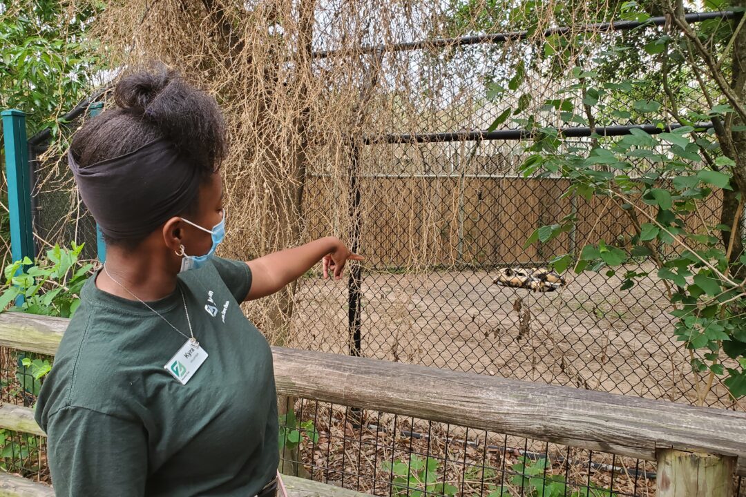 Volunteer The Houston Zoo
